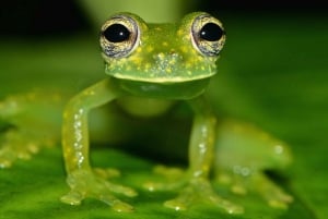 Uvita: Private Nature & Wildlife Night Tour Tropical Forest