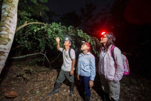 Uvita: Nattvandring i tropisk skog med natur och vilda djur
