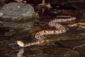 Uvita: Private Nature & Wildlife Night Tour Tropical Forest