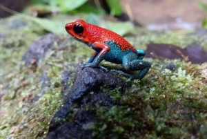 Uvita: Natur- og dyrelivsnattur i tropisk skov