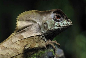 Uvita: Natur- og dyrelivsnattur i tropisk skov