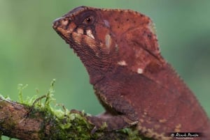 Uvita: Private Nature & Wildlife Night Tour Tropical Forest