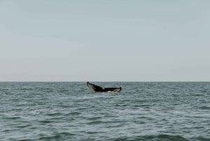 Uvita One Day Tour: Whalewatching, Surfing & Waterfalls