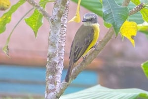 Uvita: Palmar Norte Bird Watching Tour