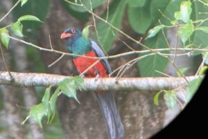 Uvita: Palmar Norte Bird Watching Tour