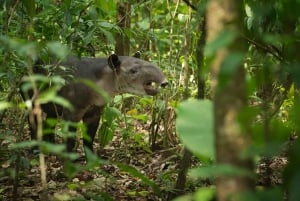 Uvita: privat dagsomvisning i Corcovado-parken: Sirena-stasjonen