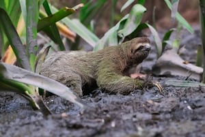 Uvita: Privat dagstur Corcovado Park: Sirena Station