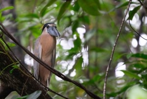 Uvita: Privat dagstur Corcovado Park: Sirena Station