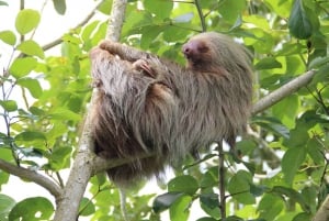 Uvita: Private Guided Tour - Sloth Watching Trail Costa Rica