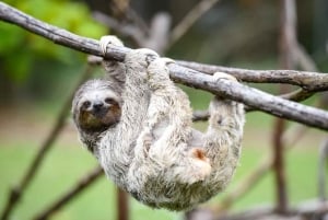 Uvita: Private Guided Tour - Sloth Watching Trail Costa Rica