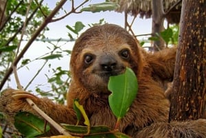 Uvita: Private Guided Tour - Sloth Watching Trail Costa Rica