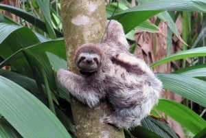 Uvita: Private Guided Tour - Sloth Watching Trail Costa Rica