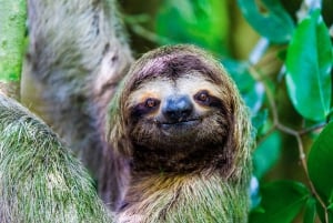 Uvita: Private Guided Tour - Sloth Watching Trail Costa Rica