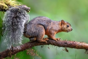 Uvita: Private Guided Tour - Sloth Watching Trail Costa Rica