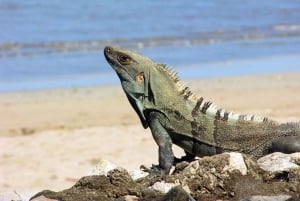 Uvita: Private Guided Tour - Sloth Watching Trail Costa Rica