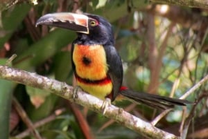 Uvita: Private Guided Tour - Sloth Watching Trail Costa Rica