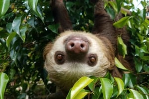 Uvita: Private Guided Tour - Sloth Watching Trail Costa Rica