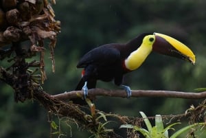 Uvita: Private Guided Tour - Sloth Watching Trail Costa Rica