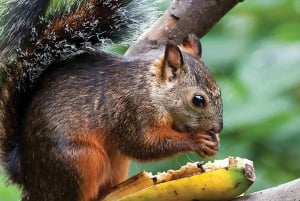 Uvita: Private Guided Tour - Sloth Watching Trail Costa Rica