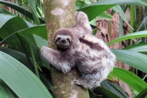 Uvita: Privat omvisning - Dovendyrsobservasjon i Costa Rica