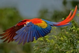 Uvita: Privat omvisning - Dovendyrsobservasjon i Costa Rica