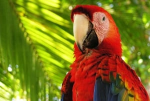 Uvita: Privat omvisning - Dovendyrsobservasjon i Costa Rica