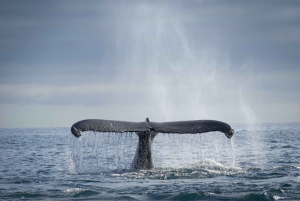 Uvita: Yksityinen Marino Ballenan valas- ja delfiiniveneristeily