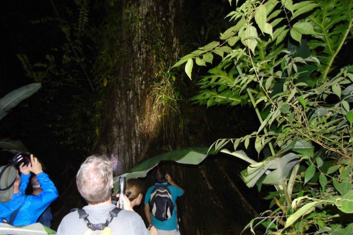 Uvita: Privat kvällstur med natur- och djurliv Tropisk skog