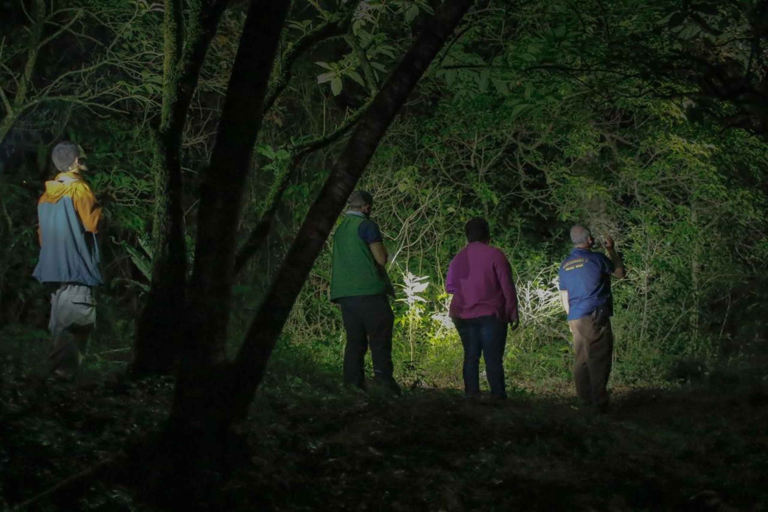 Uvita: Privat kvällstur med natur- och djurliv Tropisk skog