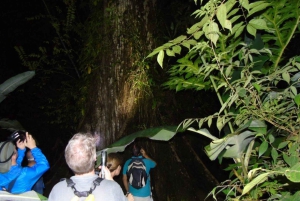 Uvita: Privat kvällstur med natur- och djurliv Tropisk skog