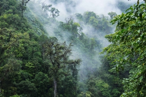 Uvita: Privat kvällstur med natur- och djurliv Tropisk skog