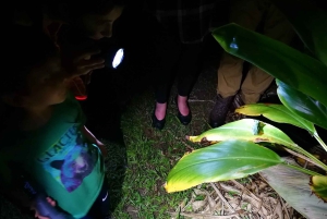 Uvita: Privat kvällstur med natur- och djurliv Tropisk skog