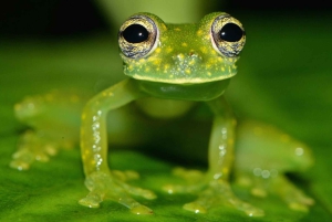 Uvita: Privat kvällstur med natur- och djurliv Tropisk skog