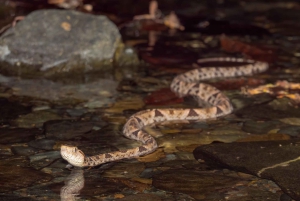 Uvita: Privat kvällstur med natur- och djurliv Tropisk skog
