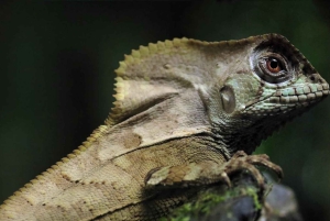 Uvita: Privat kvällstur med natur- och djurliv Tropisk skog