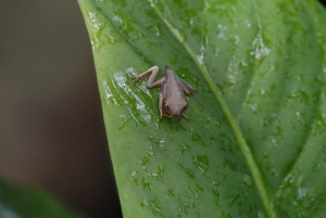 Uvita: Privat kvällstur med natur- och djurliv Tropisk skog