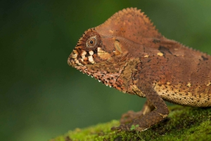 Uvita: Privat kvällstur med natur- och djurliv Tropisk skog