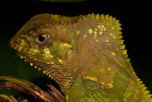 Uvita: Privat kvällstur med natur- och djurliv Tropisk skog