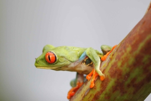 Uvita: Privat kvällstur med natur- och djurliv Tropisk skog