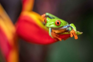 Uvita: Privat kvällstur med natur- och djurliv Tropisk skog