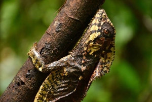 Uvita: Privat kvällstur med natur- och djurliv Tropisk skog