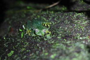 Uvita: Privat kvällstur med natur- och djurliv Tropisk skog