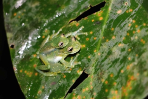 Uvita: Privat kvällstur med natur- och djurliv Tropisk skog