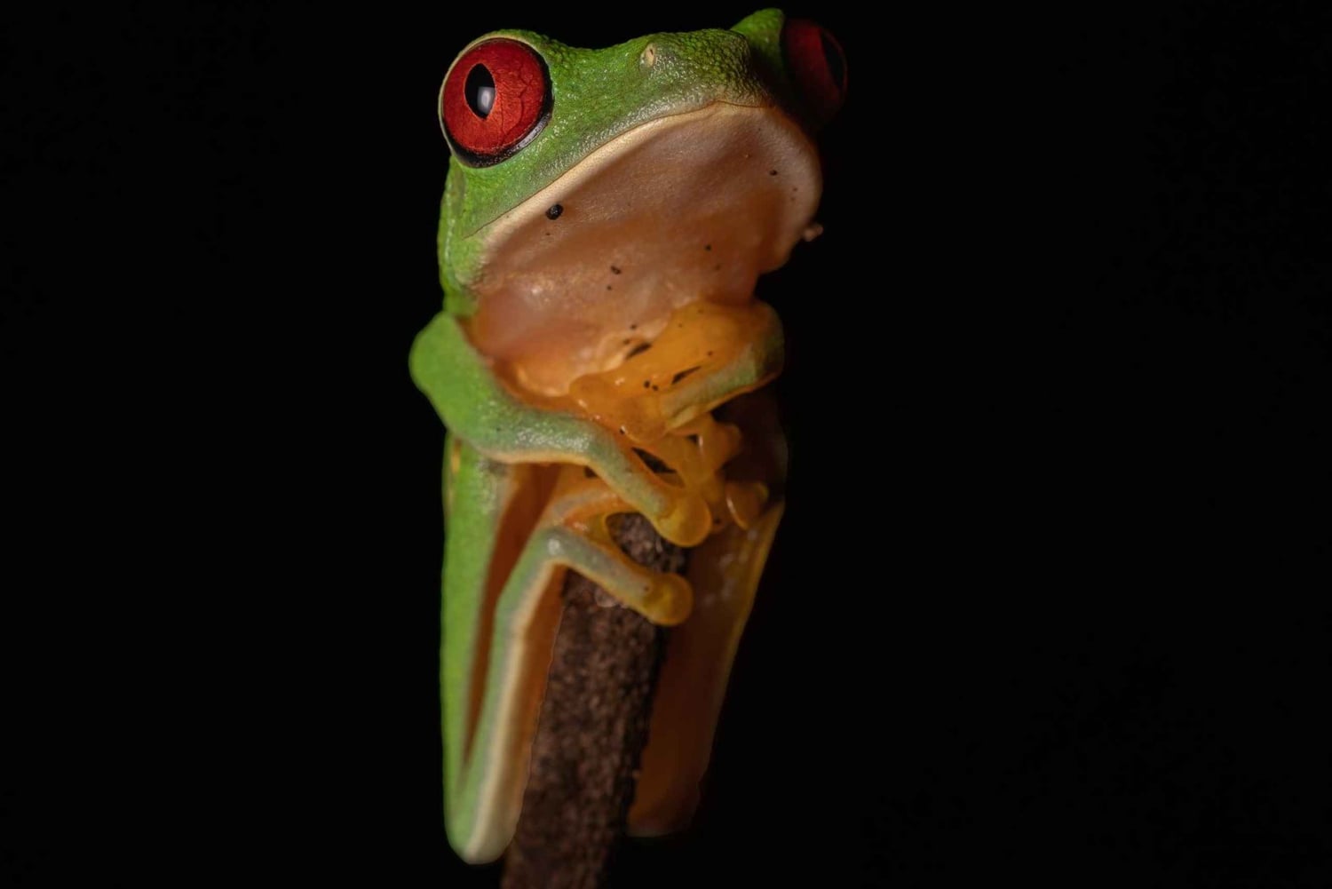 Uvita: prywatna wycieczka nocna w Hacienda Baru