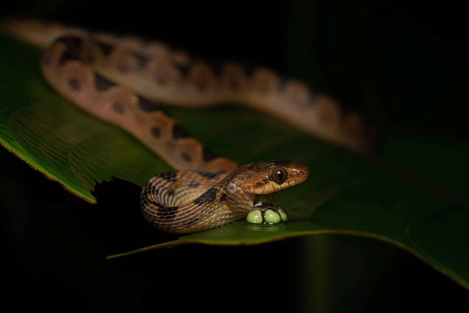 Uvita: prywatna wycieczka nocna w Hacienda Baru