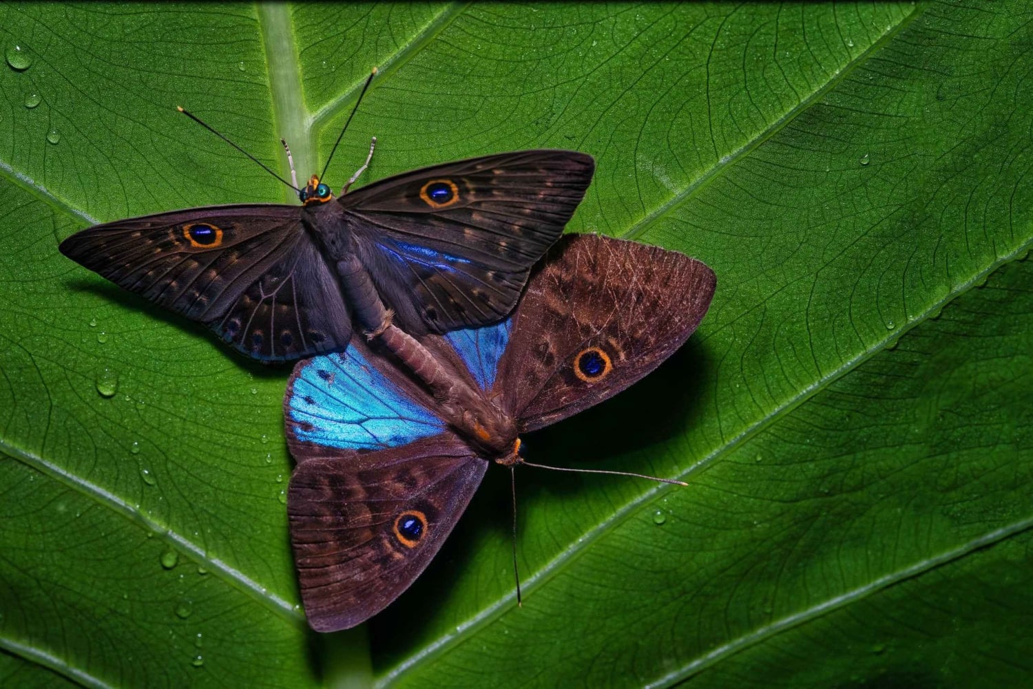 Uvita: prywatna wycieczka nocna w Hacienda Baru