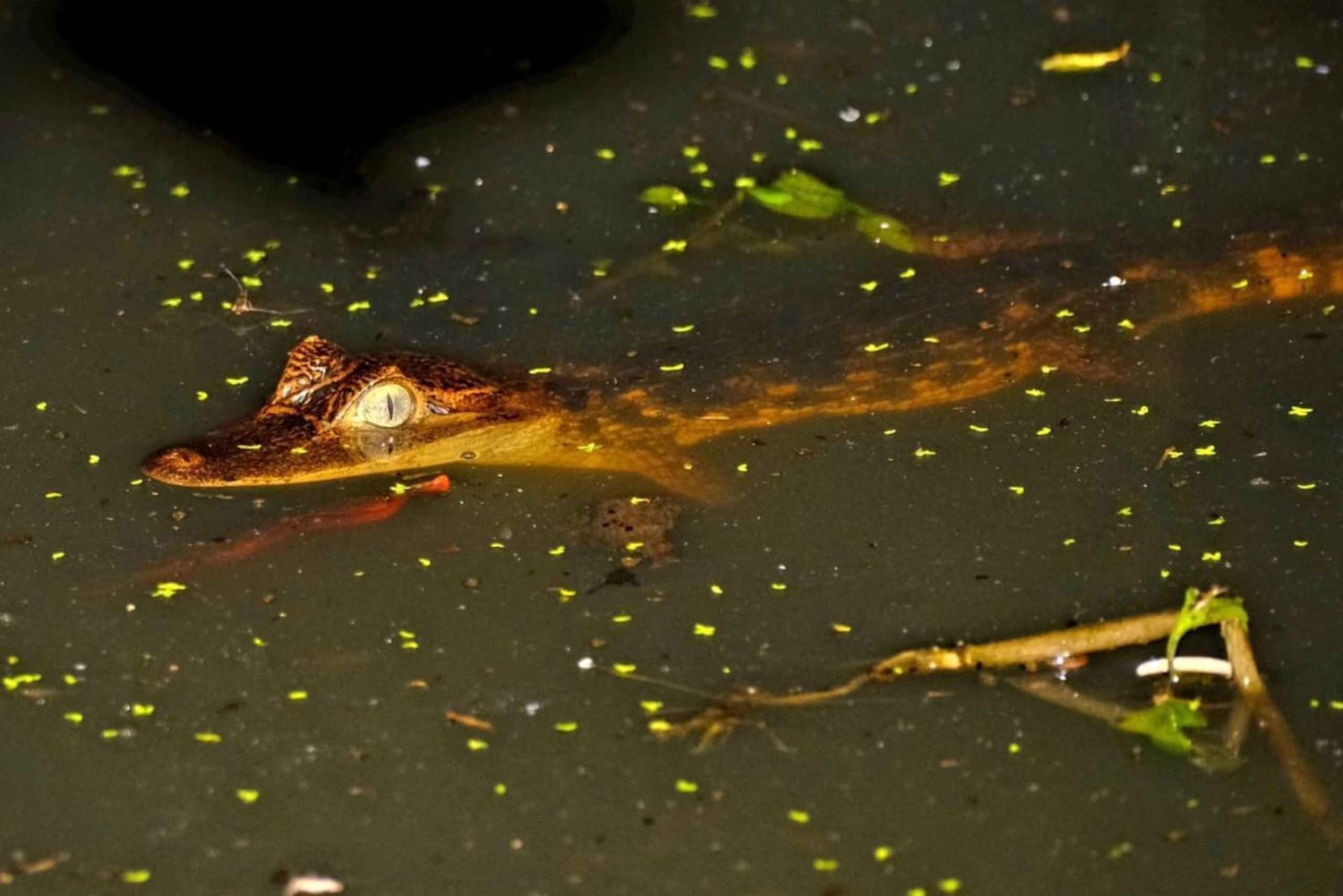 Uvita: prywatna wycieczka nocna w Hacienda Baru