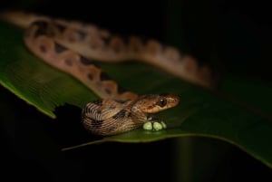 Uvita: prywatna wycieczka nocna w Hacienda Baru