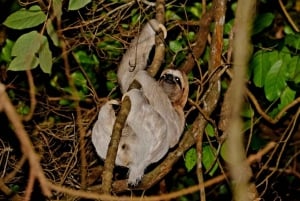 Uvita: prywatna wycieczka nocna w Hacienda Baru