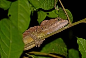 Uvita: prywatna wycieczka nocna w Hacienda Baru